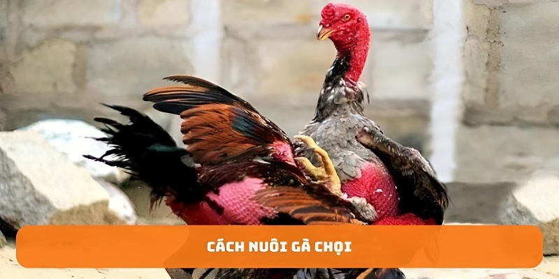 cach-nuoi-ga-choi (2)