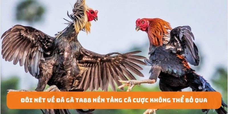 Đôi nét về đá gà TA88 nền tảng cá cược không thể bỏ qua