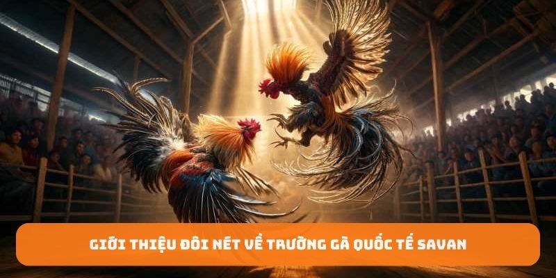 Giới thiệu đôi nét về trường gà quốc tế Savan